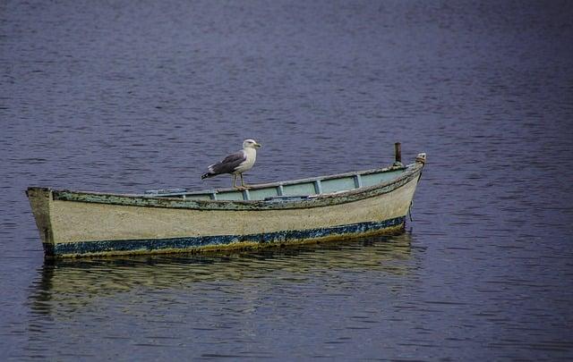 What ⁢is the Sexual Meaning of ⁢Seagull?