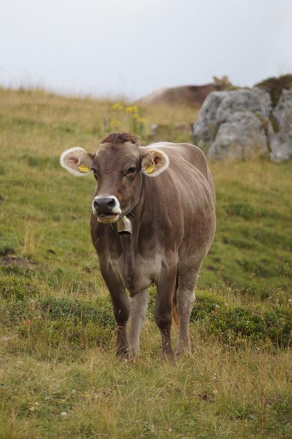 Cowbell Meaning Sexually: Symbolism Explored 1 Cowbell Meaning Sexually: Symbolism Explored