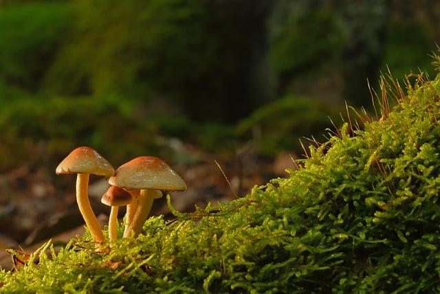 Shivers of Spice: Deciphering SH Meaning Sexually 3 3. Spice Up Your Love Life: Exploring Creative Ways to Incorporate SH into Your Sexual Repertoire