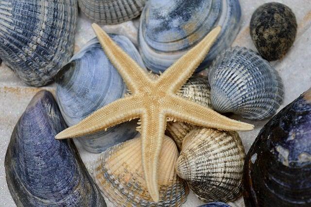 Starfish Meaning Sexually: Symbolic Insights 3 Symbolic Insights into Starfish Reproduction: Unlocking Hidden Meanings