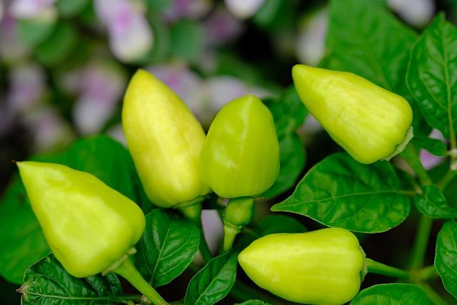 The Essence of Spiciness: Unveiling the True Meaning‌ of Sexual Intimacy