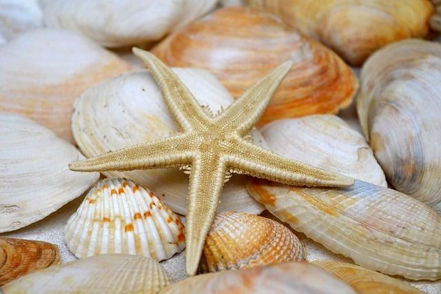 Starfish Meaning Sexually: Symbolic Insights 5 Unveiling the Metaphorical Depth of Starfish Sexuality: Implications and Interpretations