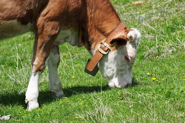 Cowbell Meaning Sexually: Symbolism Explored 3 2. Exploring the Rich History and Origins of the Cowbell as a Sexual Symbol